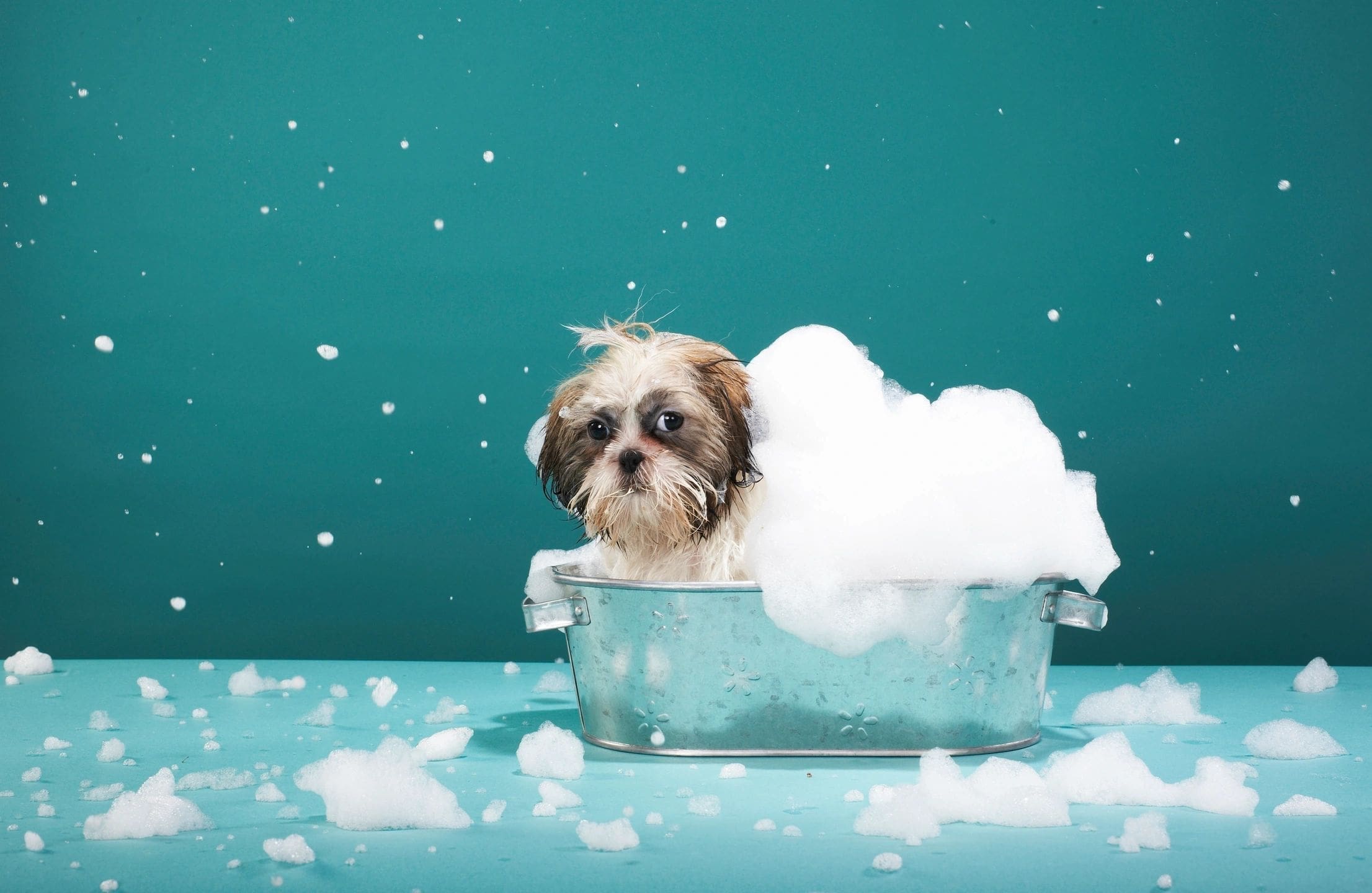 Small dog bath time